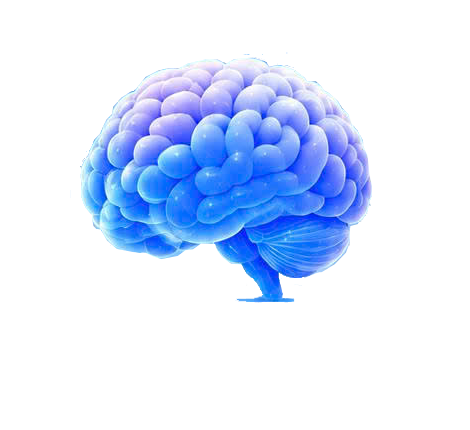 Brain illustration